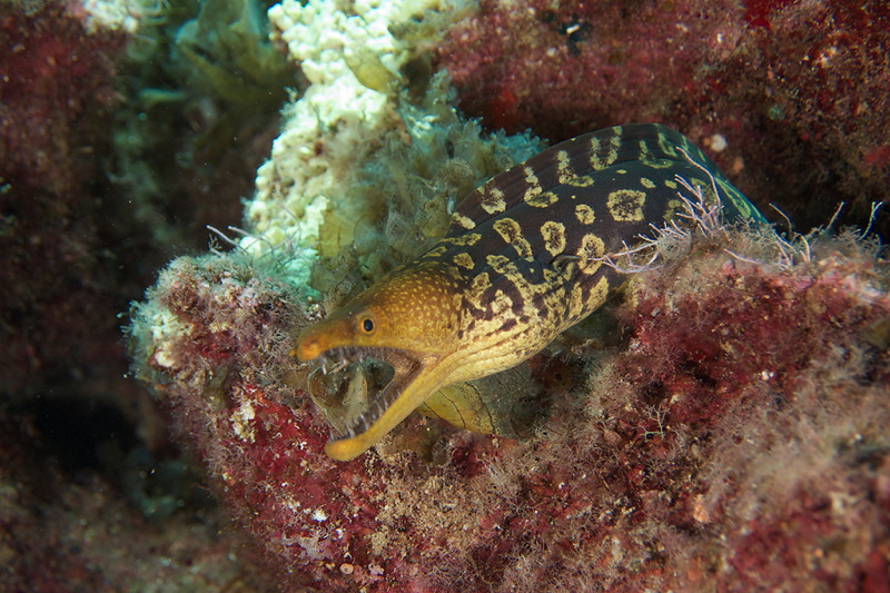 Enchelycore anatina (Lowe, 1838) - from Cyprus